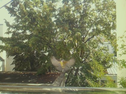 bird_20260921_130112_378_burst0_motion5069_conf0.27_bestbird.jpg
