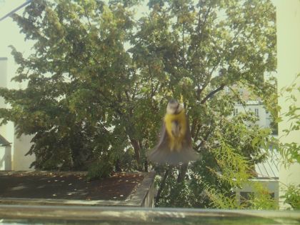 bird_20260921_130112_498_burst1_motion5069_conf0.00_bestnone.jpg