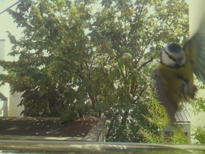 bird_20260921_130112_636_burst2_motion5069_conf0.72_bestperson.jpg