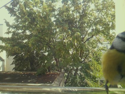bird_20260921_130112_907_burst4_motion5069_conf0.52_bestcat.jpg