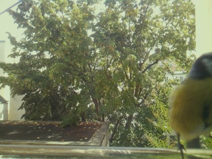 bird_20260921_130113_042_burst5_motion5069_conf0.73_bestbird.jpg