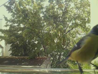 bird_20260921_130113_180_burst6_motion5069_conf0.99_bestbird.jpg