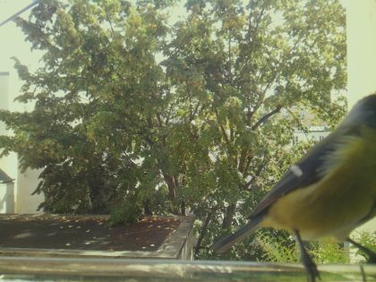 bird_20260921_130113_315_burst7_motion5069_conf0.99_bestbird.jpg