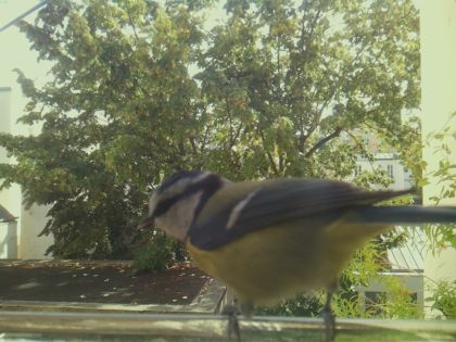 bird_20260921_130119_633_burst0_motion6186_conf0.99_bestbird.jpg