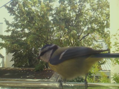bird_20260921_130119_753_burst1_motion6186_conf0.99_bestbird.jpg