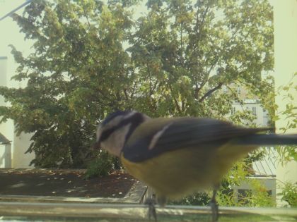 bird_20260921_130119_883_burst2_motion6186_conf0.96_bestbird.jpg
