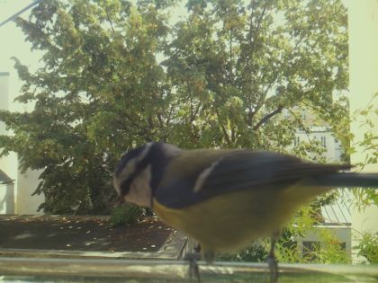 bird_20260921_130120_142_burst4_motion6186_conf0.94_bestbird_1.jpg