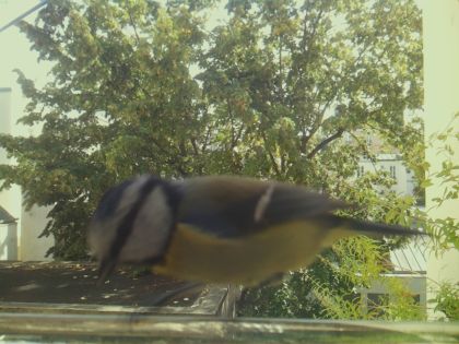 bird_20260921_130120_275_burst5_motion6186_conf0.25_bestdog.jpg