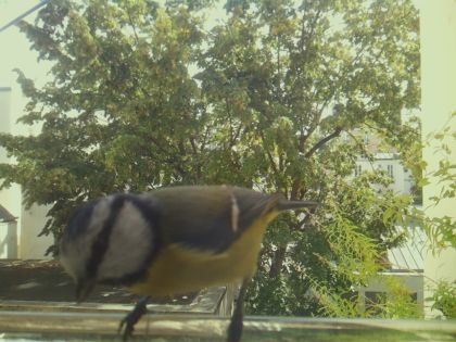 bird_20260921_130120_404_burst6_motion6186_conf0.85_bestdog.jpg