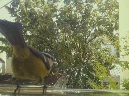 bird_20260921_130125_815_burst0_motion8891_conf1.00_bestbird.jpg