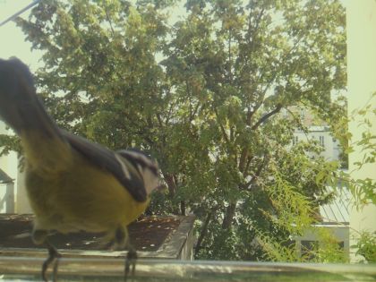 bird_20260921_130125_935_burst1_motion8891_conf1.00_bestbird.jpg