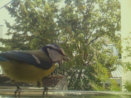 bird_20260921_130126_196_burst3_motion8891_conf0.77_bestdog.jpg