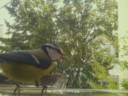 bird_20260921_130126_328_burst4_motion8891_conf0.93_bestdog.jpg