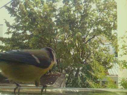 bird_20260921_130126_458_burst5_motion8891_conf0.97_bestbird.jpg