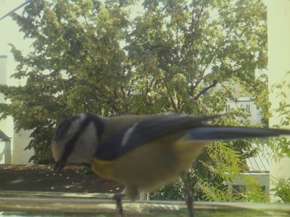 bird_20260921_130132_196_burst0_motion10741_conf0.64_bestdog.jpg