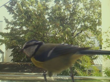 bird_20260921_130132_446_burst2_motion10741_conf0.59_bestdog.jpg