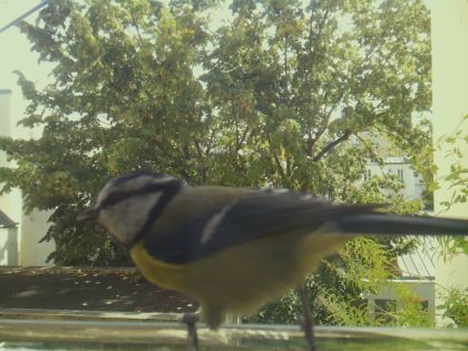 bird_20260921_130132_577_burst3_motion10741_conf0.67_bestdog.jpg
