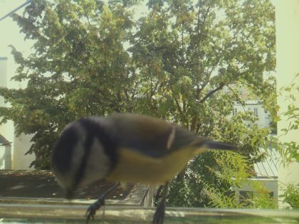 bird_20260921_130132_707_burst4_motion10741_conf0.43_bestbird.jpg