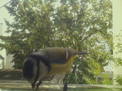 bird_20260921_130132_837_burst5_motion10741_conf0.91_bestcow.jpg