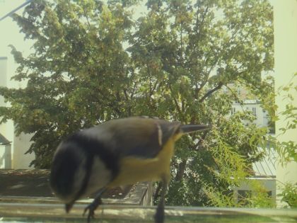 bird_20260921_130132_970_burst6_motion10741_conf0.78_bestbird.jpg