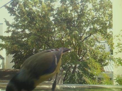 bird_20260921_130133_100_burst7_motion10741_conf0.99_bestbird.jpg