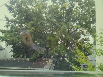 BIRD