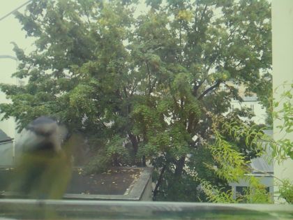 BIRD