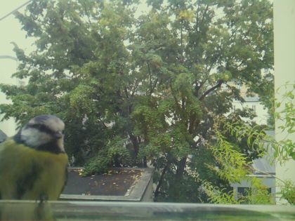 BIRD