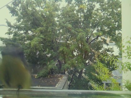 BIRD