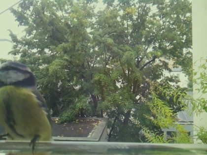 BIRD