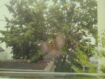 BIRD