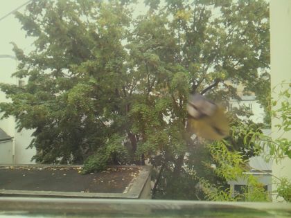BIRD