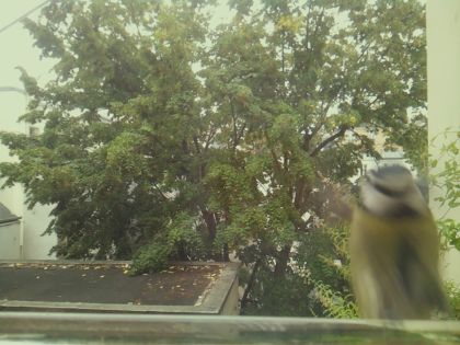 BIRD