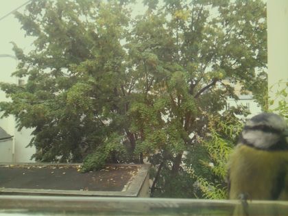 BIRD