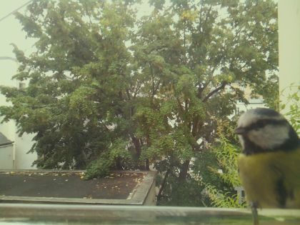 BIRD