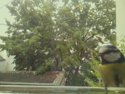 BIRD