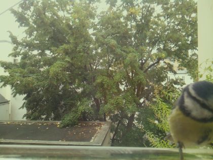 BIRD