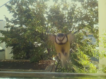 BIRD