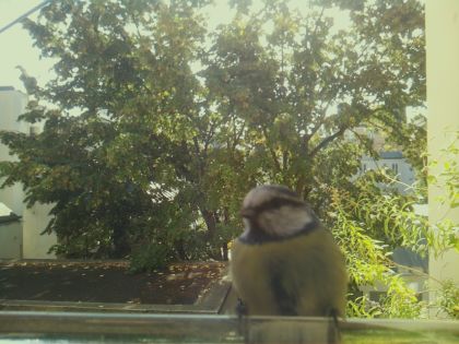 BIRD