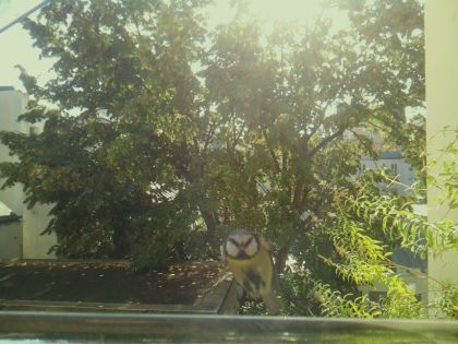 BIRD