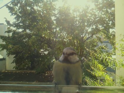 BIRD