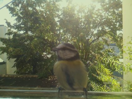 BIRD