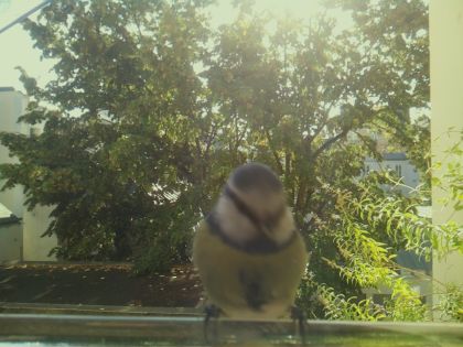 BIRD