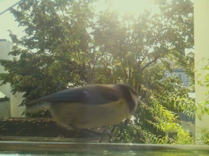 BIRD