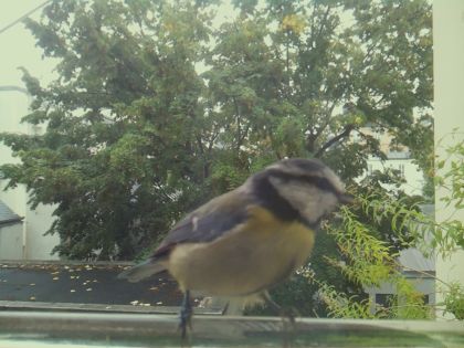 Mésange bleue