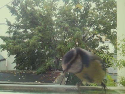 BIRD