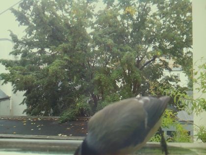 BIRD