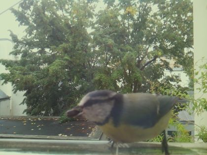 BIRD
