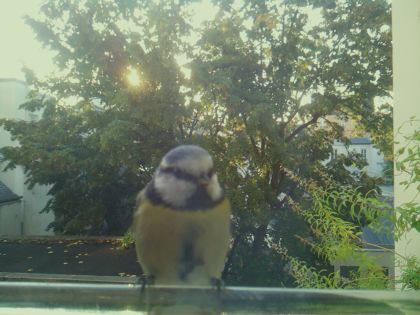 Mésange bleue