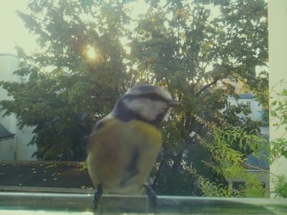 Mésange bleue